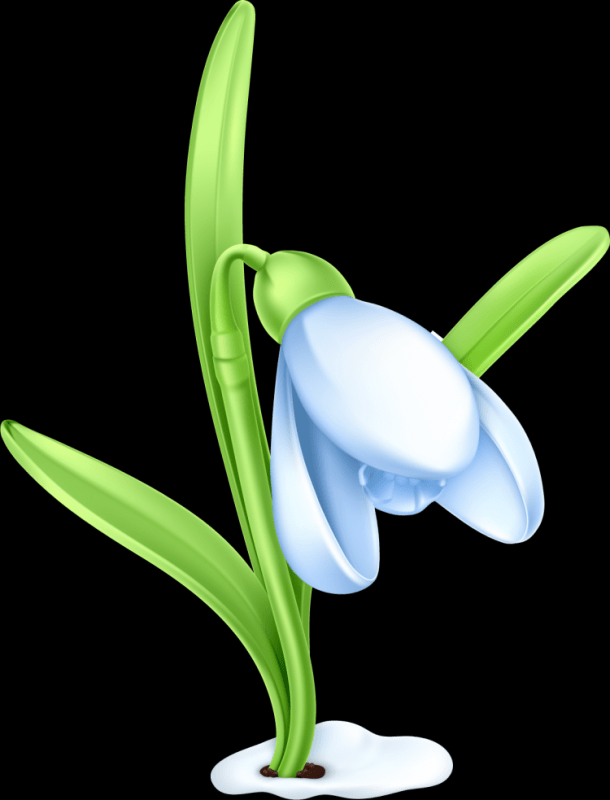 Поэтапное рисование подснежника