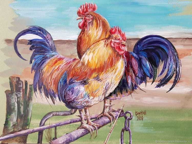 Петух иллюстрация