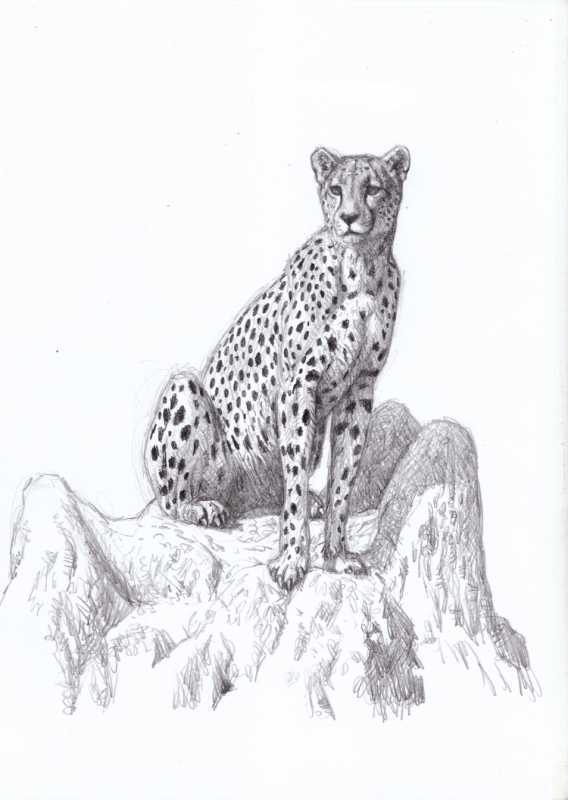 Дальневосточный леопард разукрашку