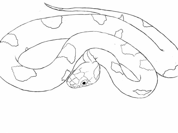 Змея раскраска для детей