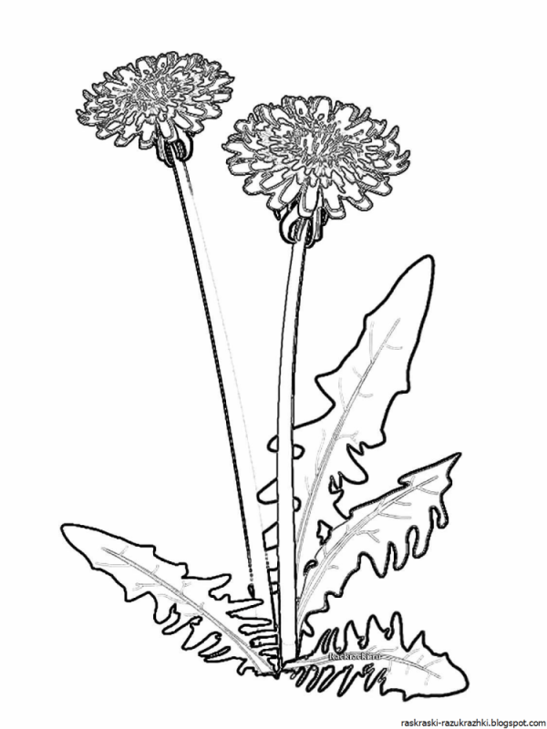 Одуванчик для раскрашивания