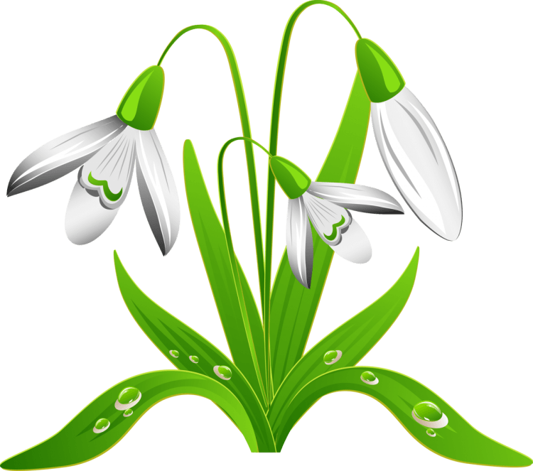 Подснежники раскраска для детей