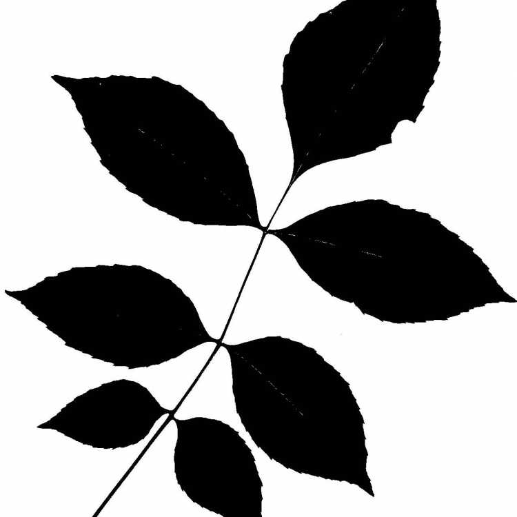 Листья Графика