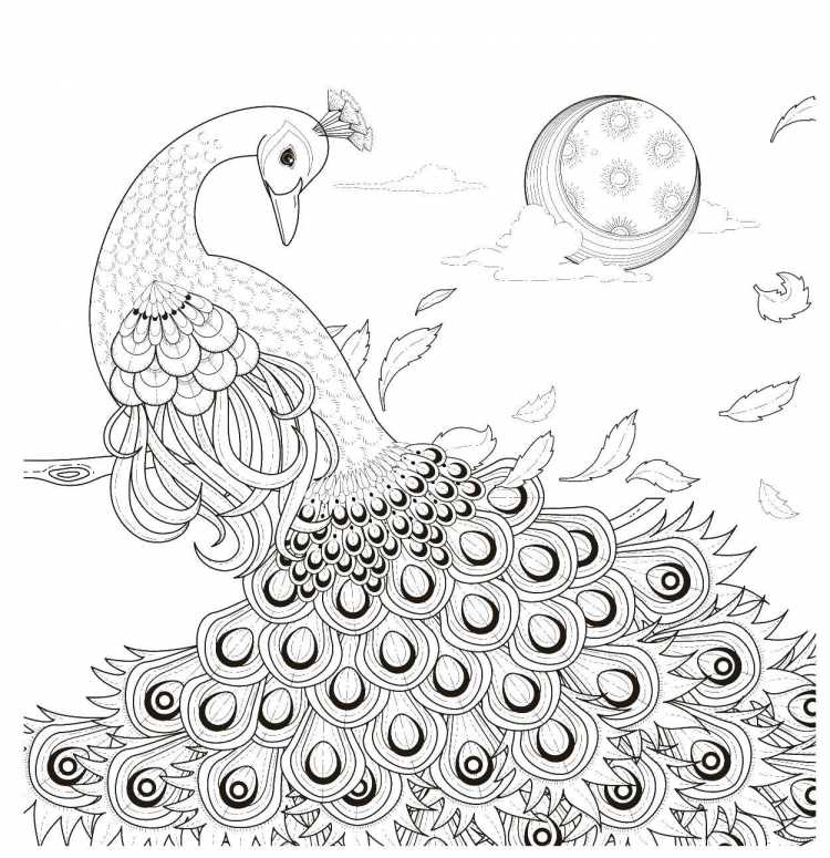 Павлин. Раскраска