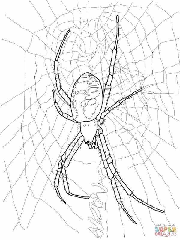Краб паук раскраска