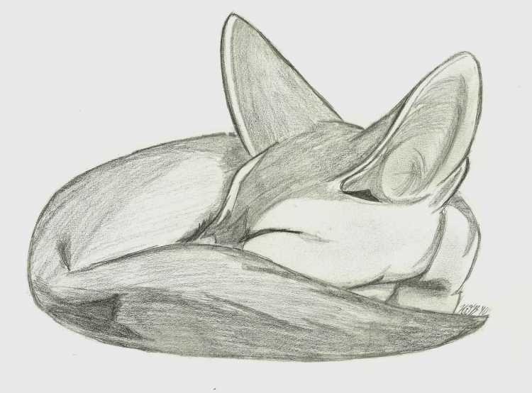 Фенек карандашом