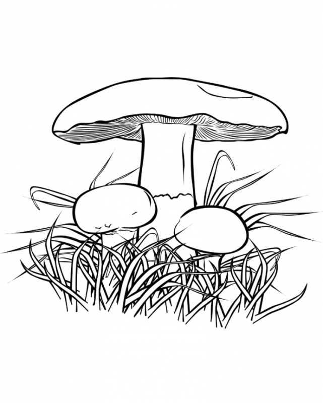 Грибы лисички раскраска для детей