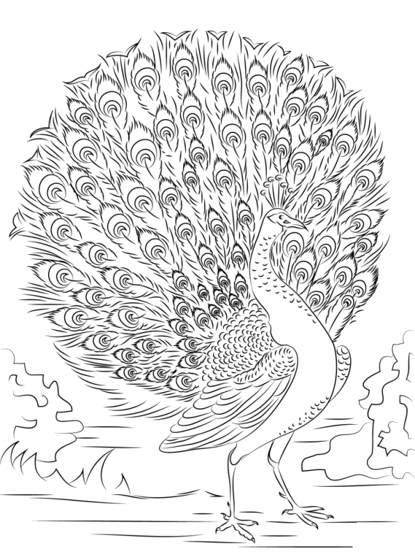 Павлин. Раскраска