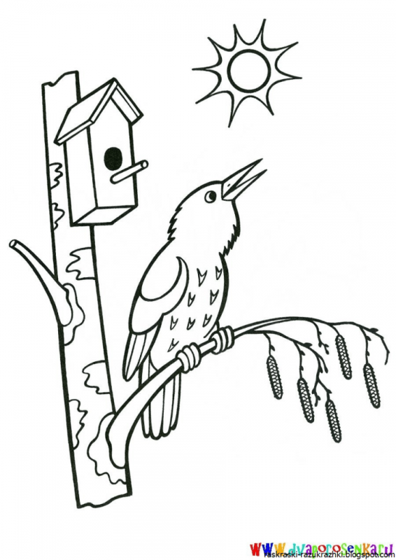 Раскраски красивые птицы