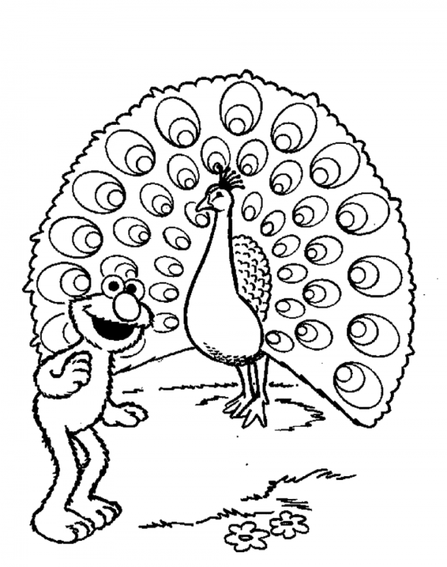 Павлин без хвоста раскраска