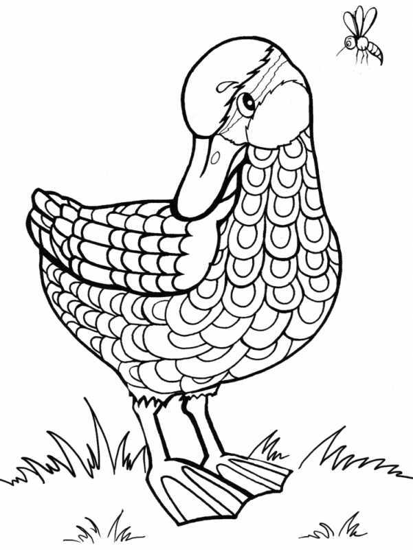 Разукрашка утка