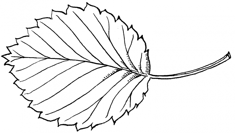 Кленовый и дубовый лист трафарет