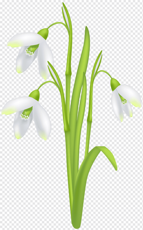 Трафарет подснежника для рисования акварелью