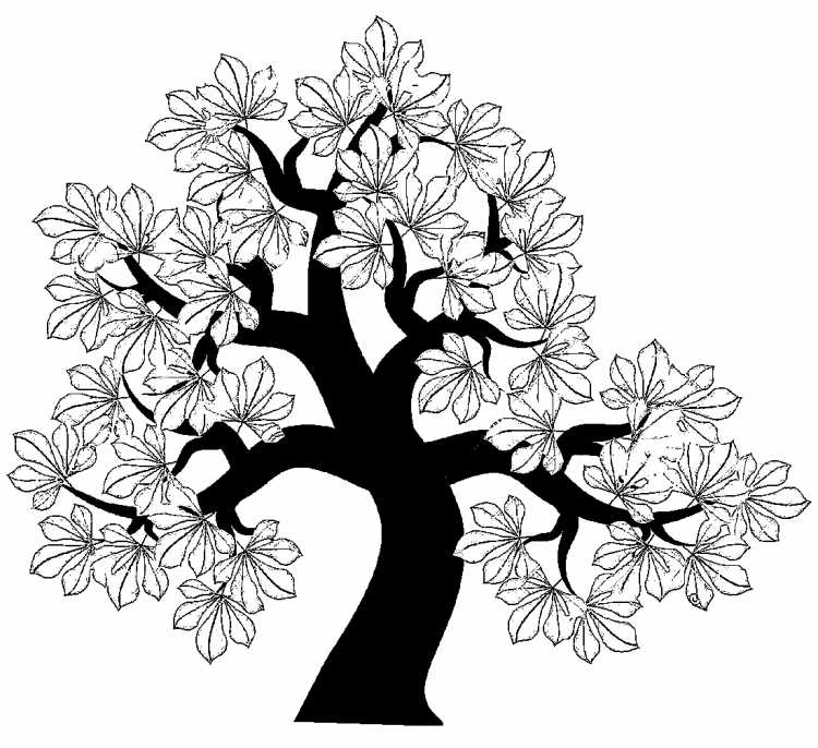 Раскраска дерево без листьев