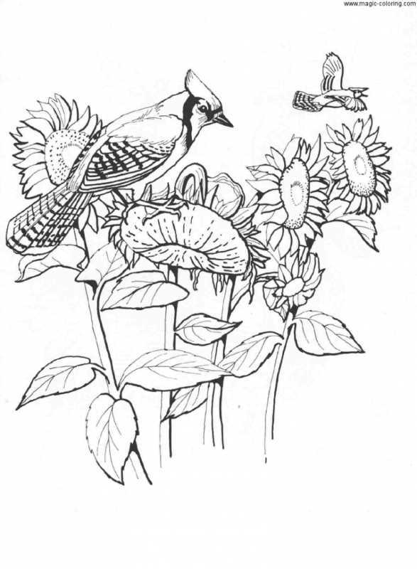 Птицы раскраска для детей