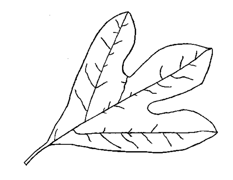 Листик раскраска