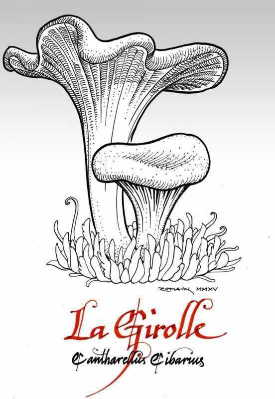 Грибы лисички раскраска для детей