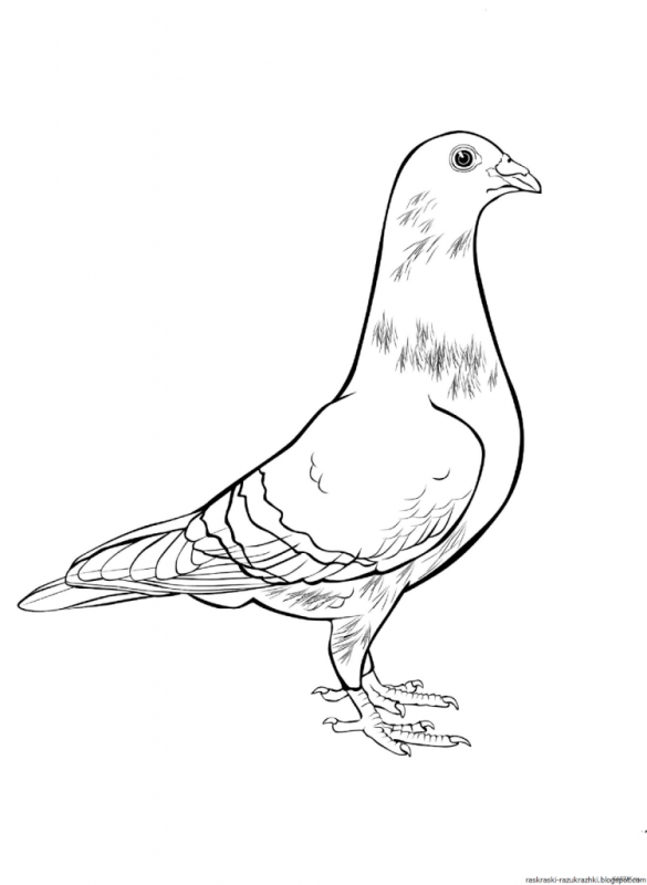 Красивые голуби