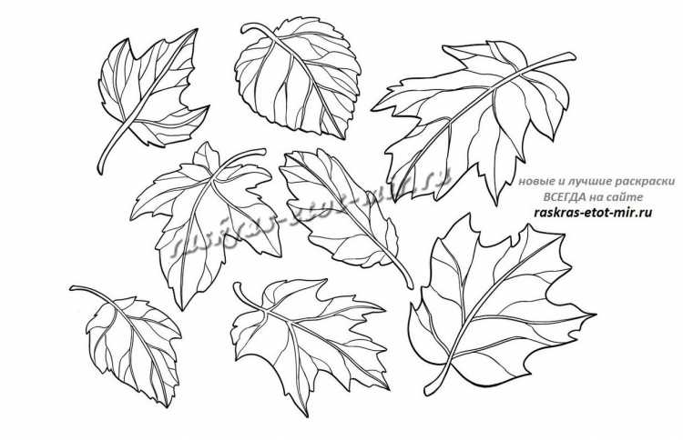 Листы от деревьев для раскрашивания