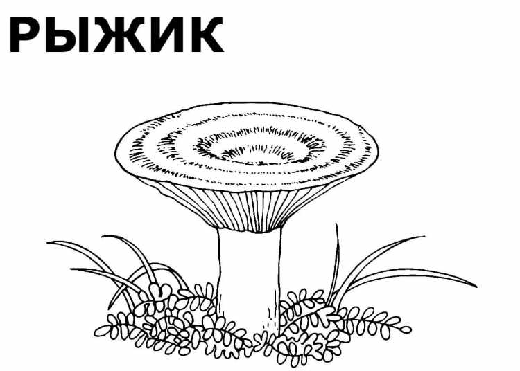 Гриб масленок раскраска