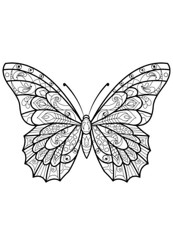 Раскраска "бабочки"