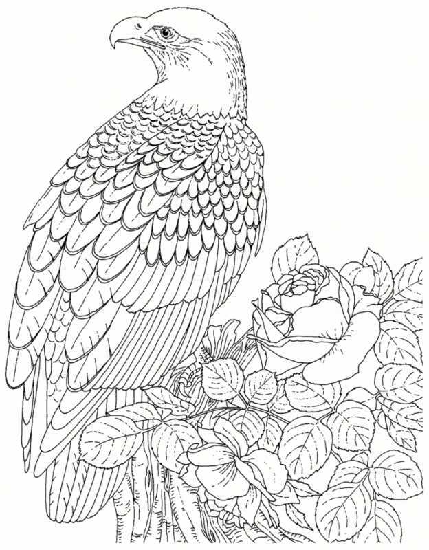 Удивительные птицы раскраска