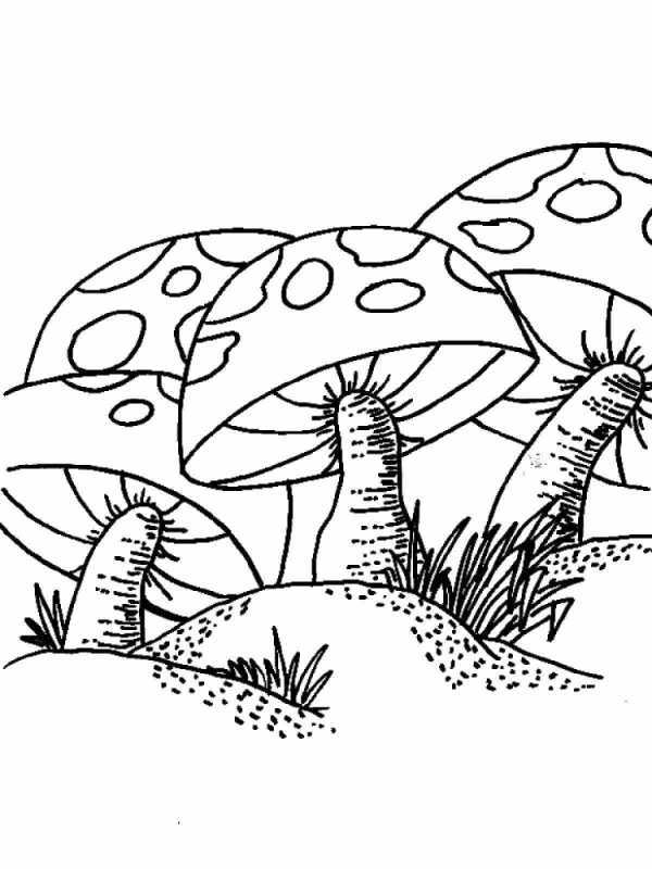Гриб сыроежка раскраска для детей