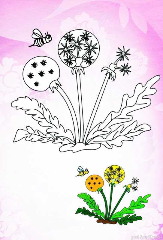 Одуванчик раскраска для детей