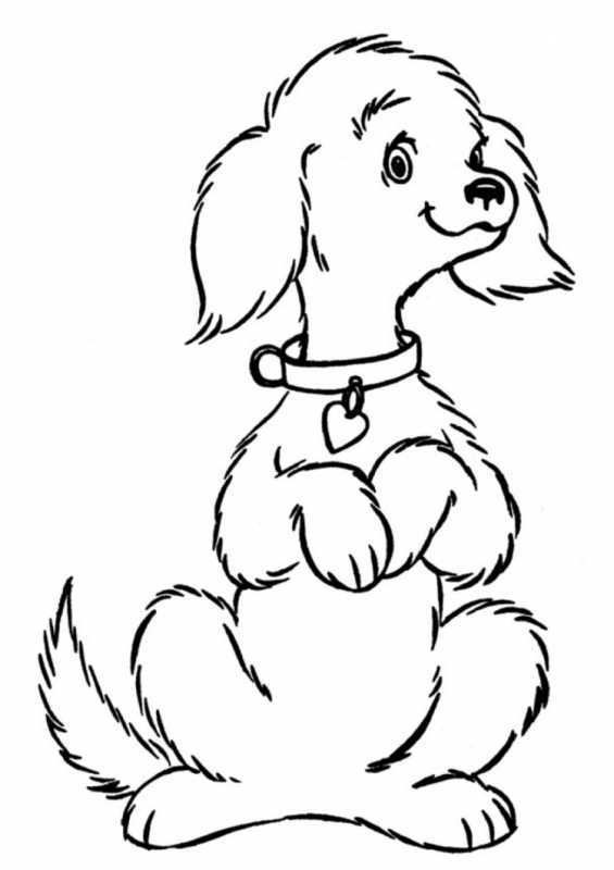 Раскраска собака овчарка