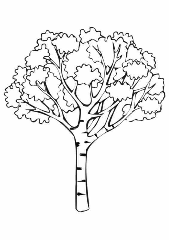 Ствол березы без листьев