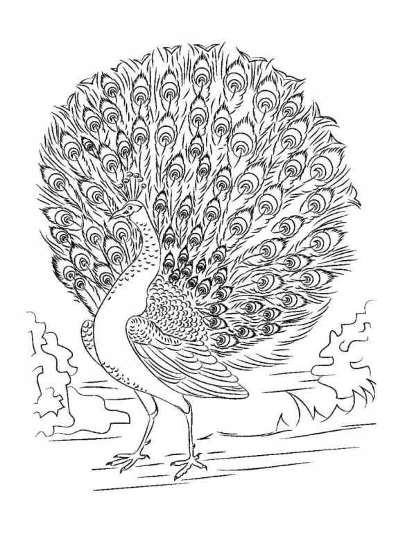 Сказочная птица Павлин