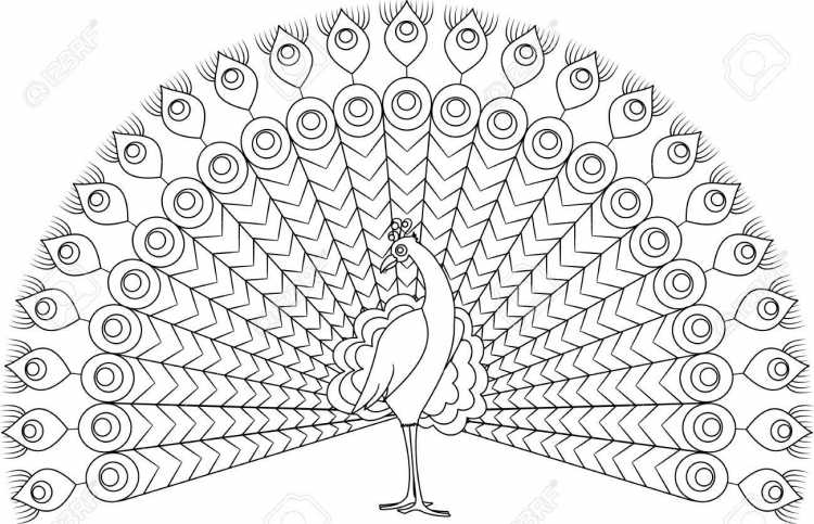 Павлин. Раскраска