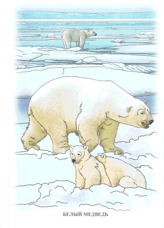 Белый медведь мультяшный