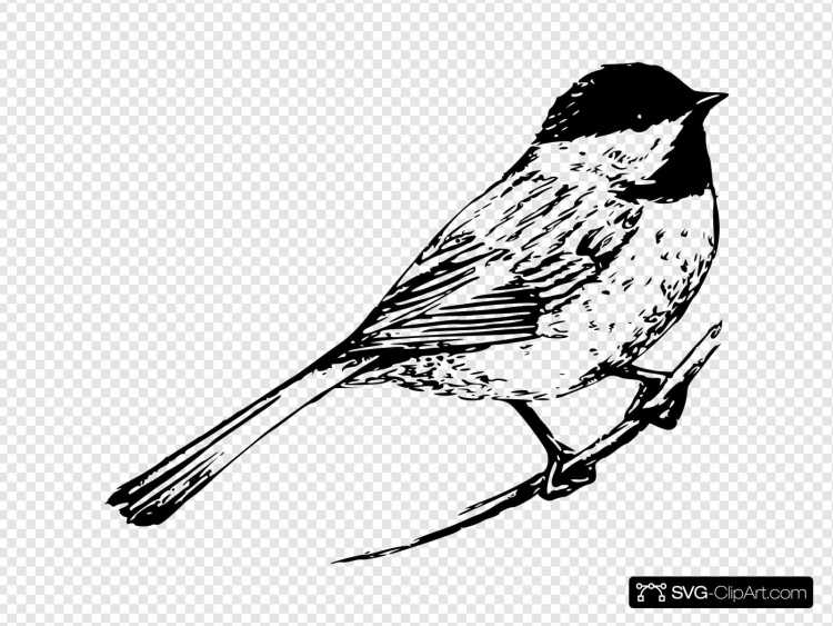 Контур птицы синицы