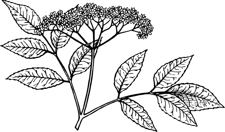 Бузина черная рисунок