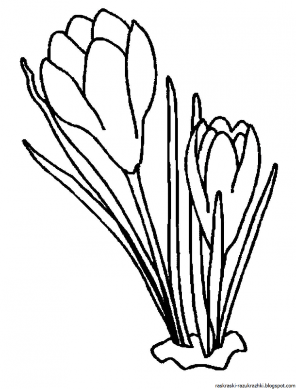 Подснежник раскраска