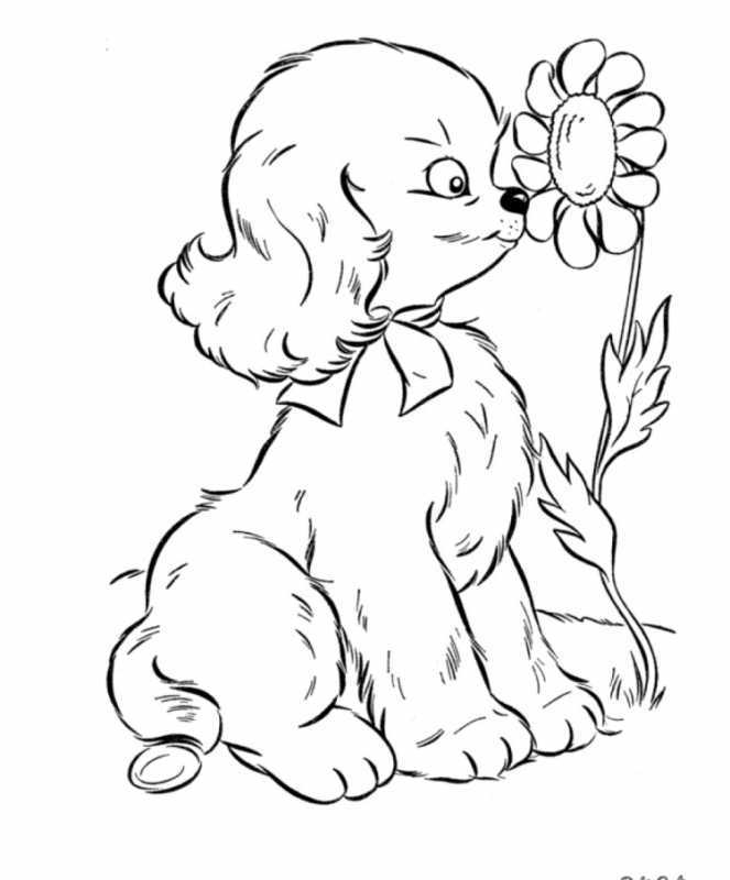 Раскраски собачек и щенков