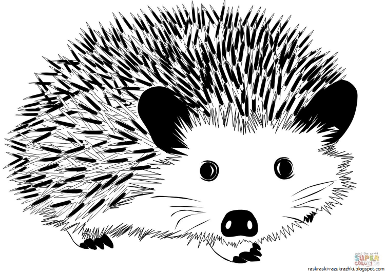 Еж раскраска для детей