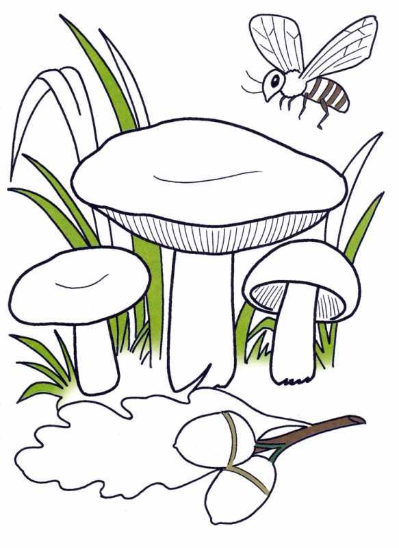 Летние раскраски для детей