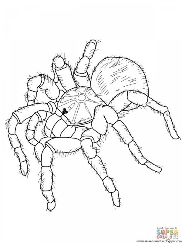 Картинки пауков раскраска