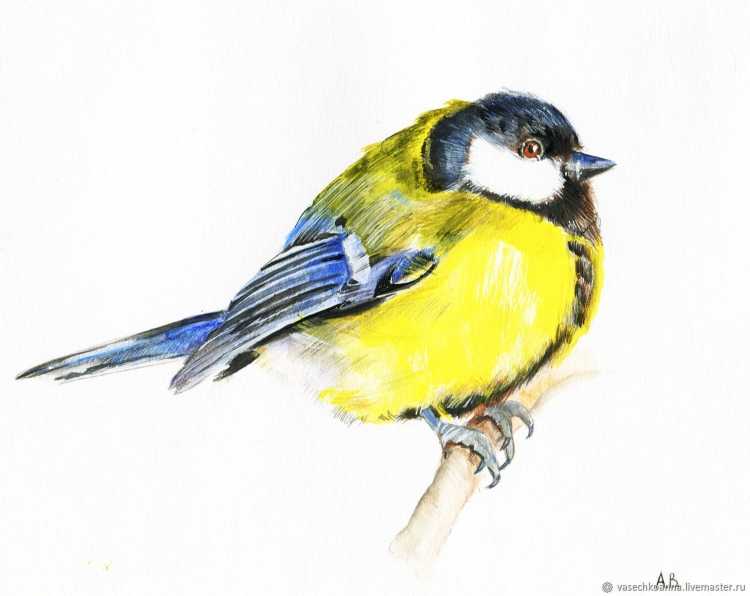 Синичка акварелью