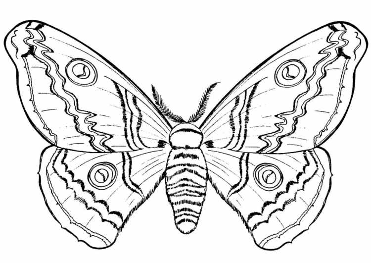 Божья коровка раскраска для детей