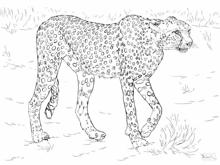 Раскраска гепард
