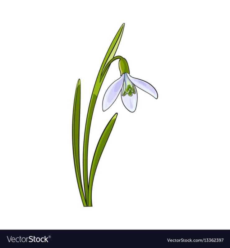 Подснежники для дошкольников