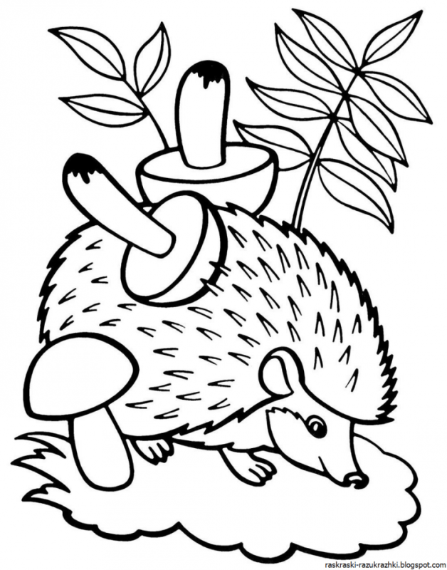 Ушастый Ежик раскраска