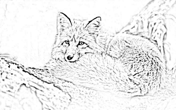 Раскраска Лисичка