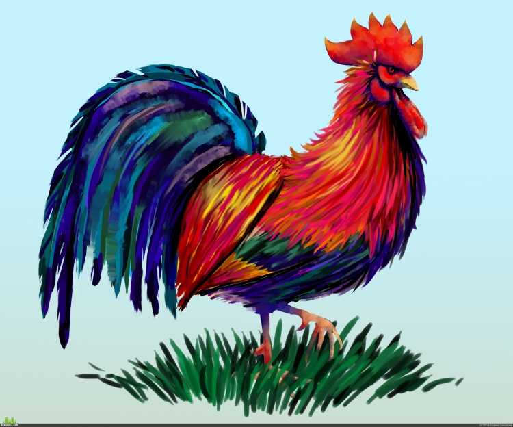 Петух рисунок