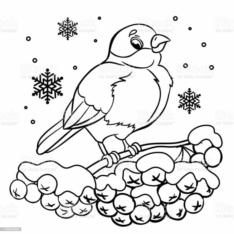 Снегирь раскраска для малышей