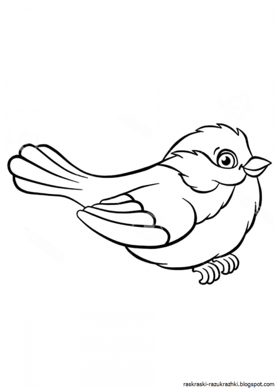 Птичка раскраска для детей