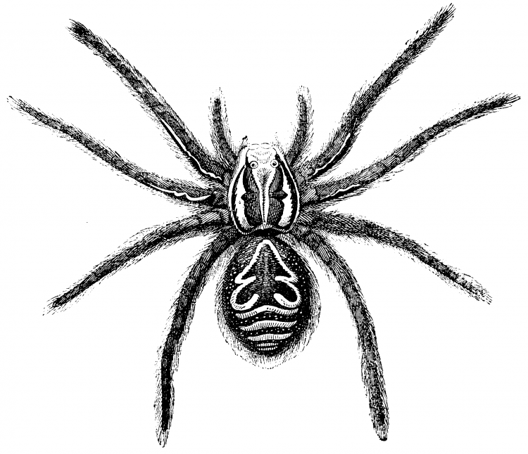 Раскраска паук на Хэллоуин